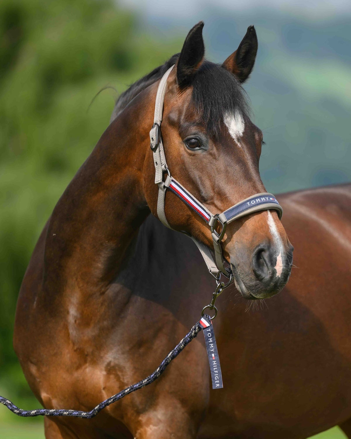 Yale Set Halfter und Führstrick ASH