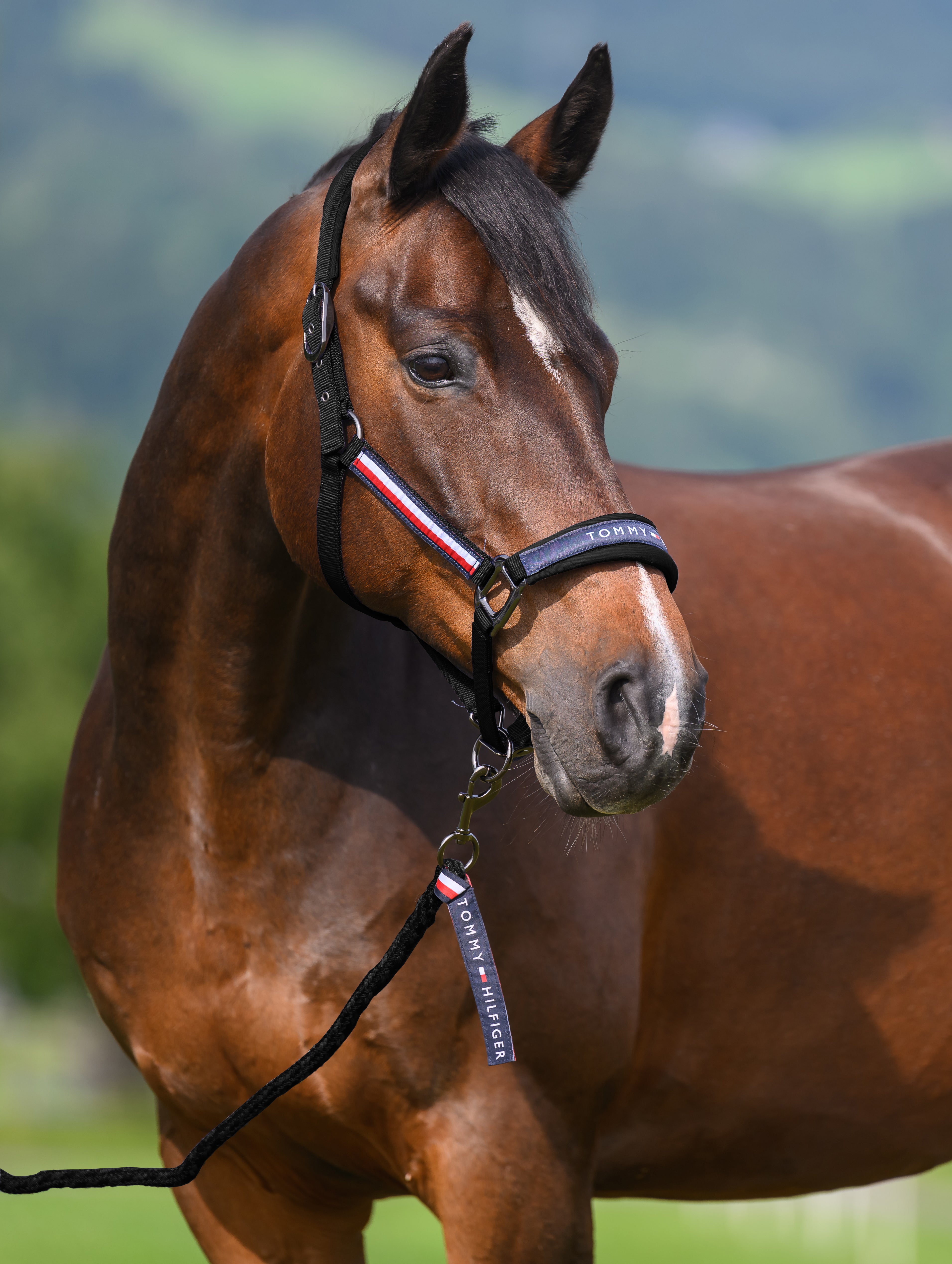 Yale Set Halfter und Führstrick BLACK